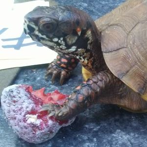 Meet your Posher, Tom